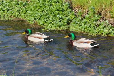 bild_enten